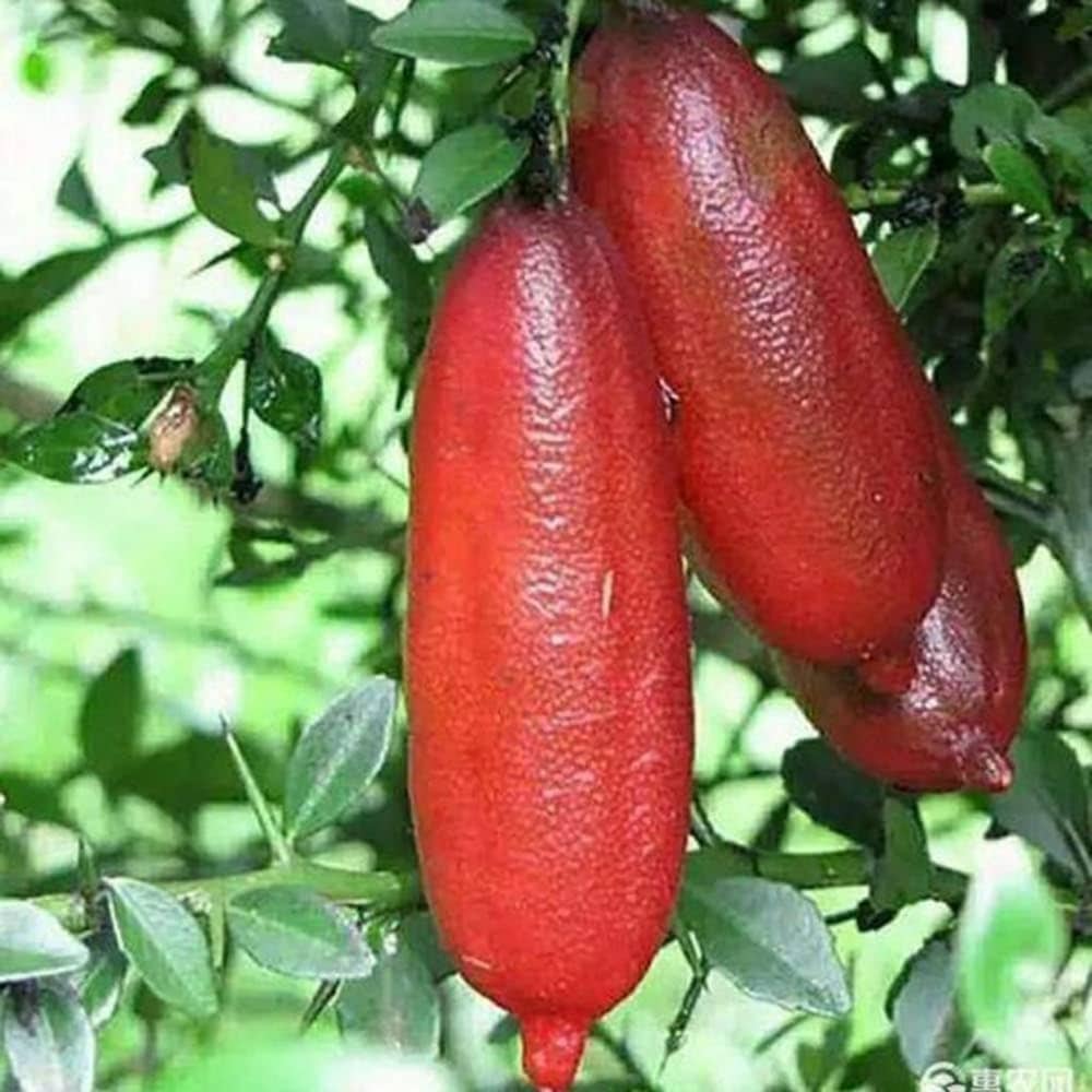 Red Finger Lemon Fruit Plant (Hybrid & Grafting )Pack Of-1