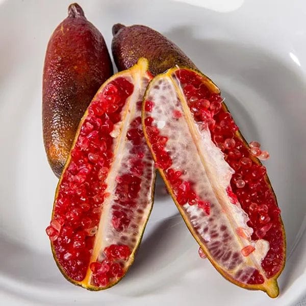 Red Finger Lemon Fruit Plant (Hybrid & Grafting )Pack Of-1