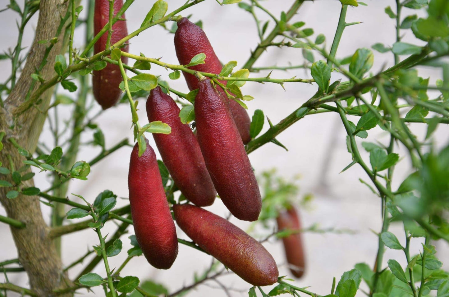 Red Finger Lemon Fruit Plant (Hybrid & Grafting )Pack Of-1