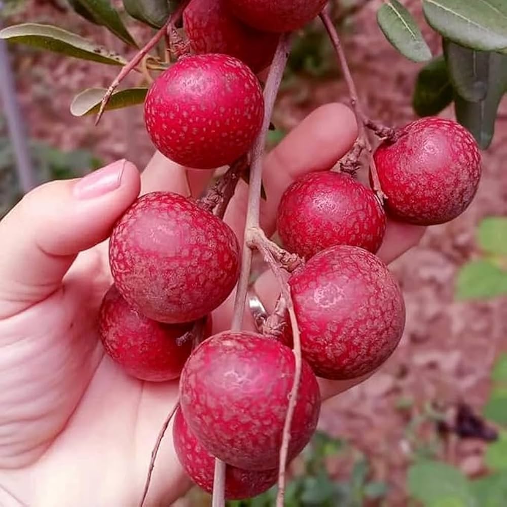 Hybrid Rubi Longon Gown Grafting Fruit Plant (Pack Of-1 )