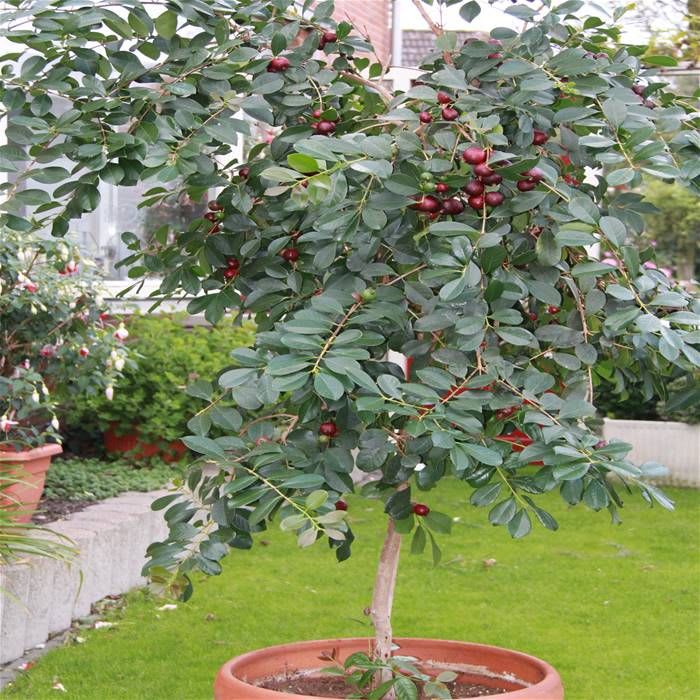 Hybrid Strawberry Guava Grafting Plant (Pack Of-1)