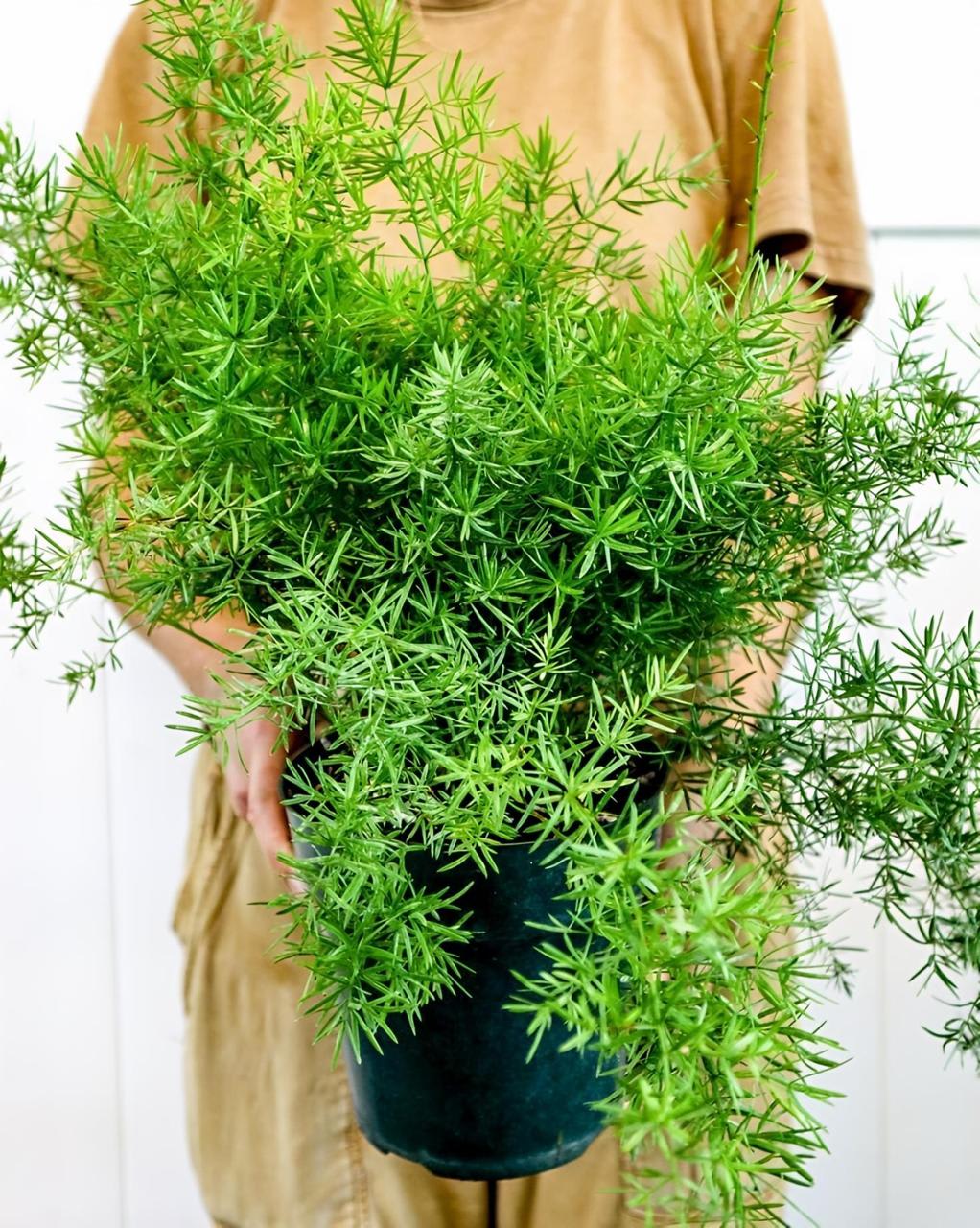 Hybrid Asparagus Plant (Pack Of-1 )