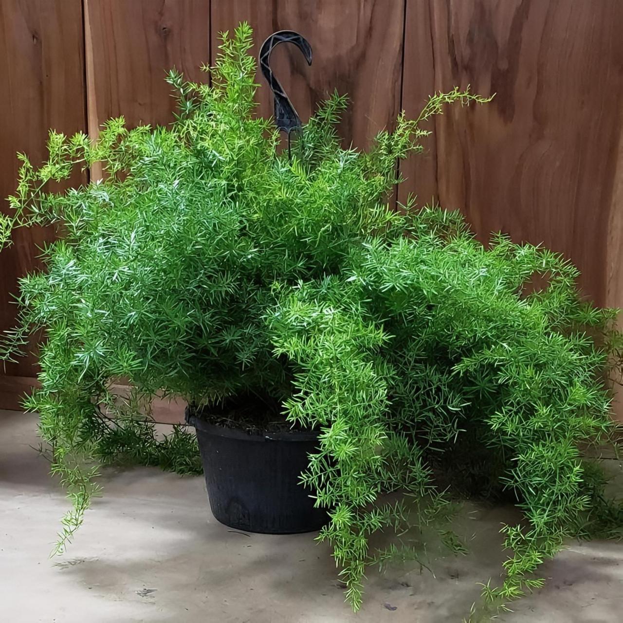 Hybrid Asparagus Plant (Pack Of-1 )