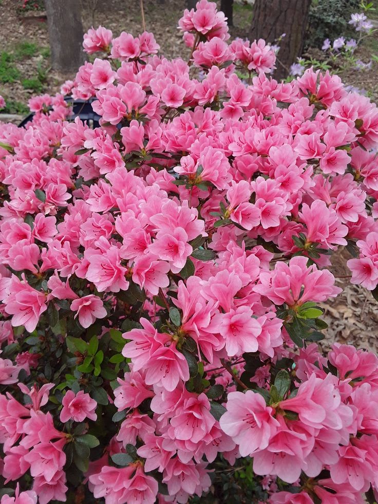 Hybrid Azalea Pink 🌷🌷🌷 Flower Plant (Pack Of-1 )