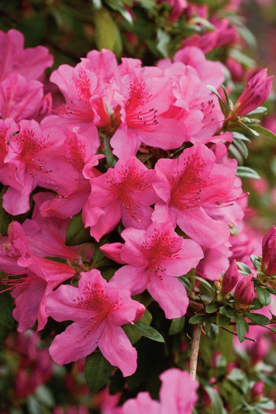 Hybrid Azalea Pink 🌷🌷🌷 Flower Plant (Pack Of-1 )