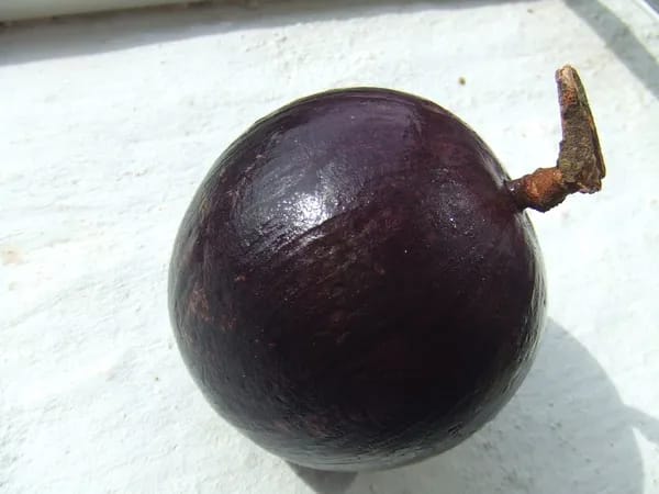 Milk Fruit Plant (Hybrid & Grafting) Pack Of-1