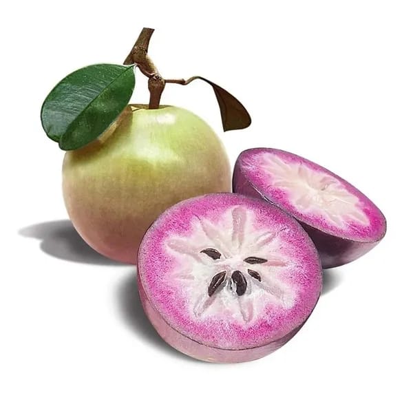 Milk Fruit Plant (Hybrid & Grafting) Pack Of-1