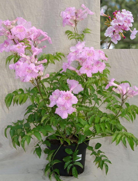 Hybrid Tecoma Pink Flower 🌸🌸🌸 Plant (Pack Of-1 )