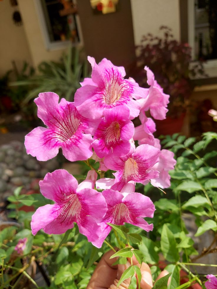 Hybrid Tecoma Pink Flower 🌸🌸🌸 Plant (Pack Of-1 )