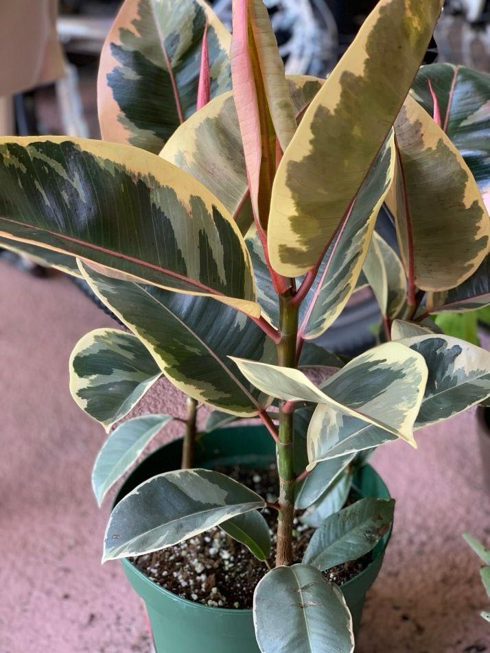 Variegated Rubber Plant (Pack Of-1 )