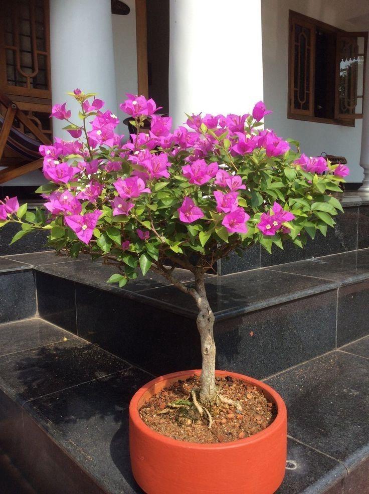 Hybrid Pink Bouganvillea Flower Plant (Pack Of-1)