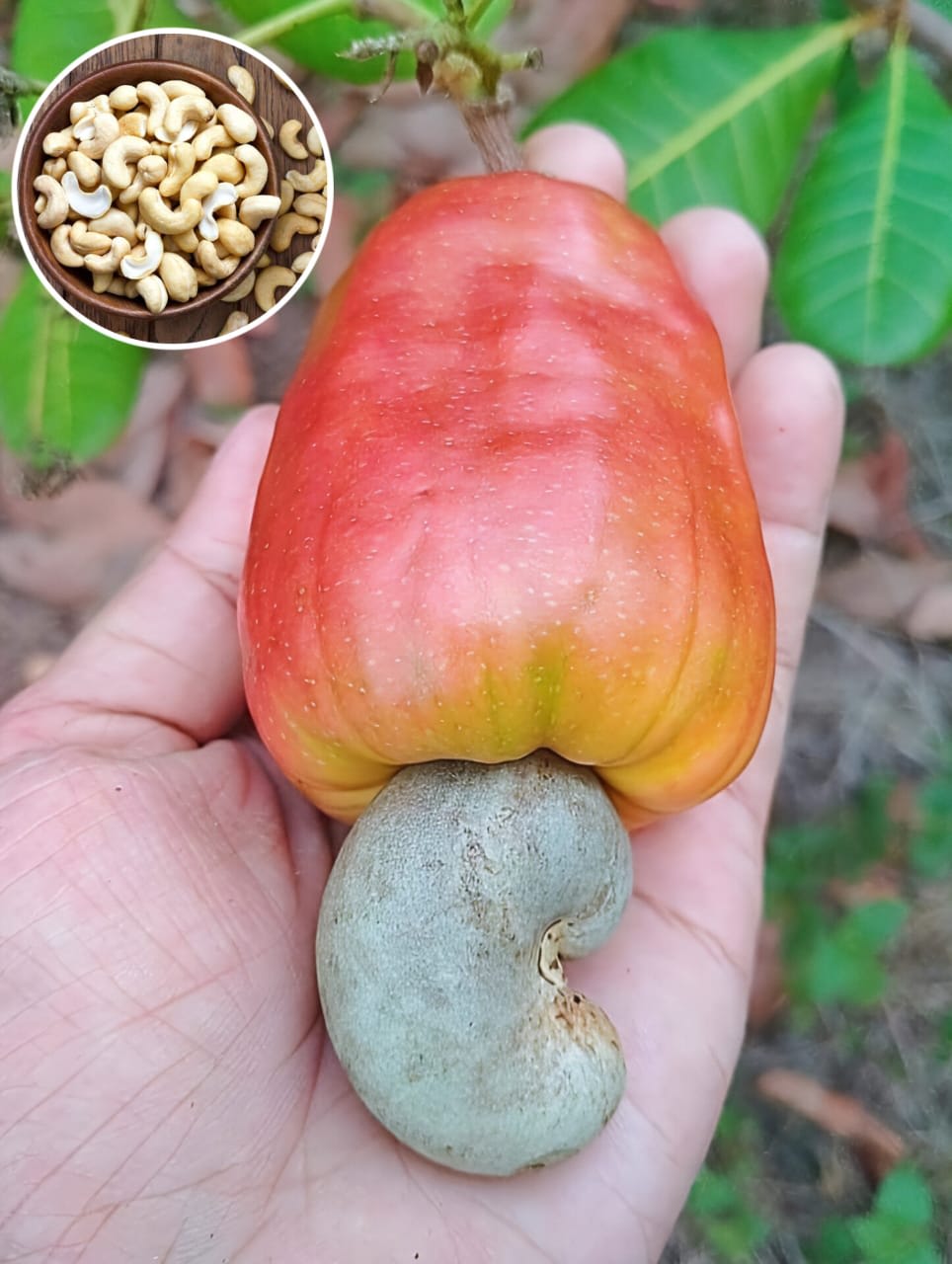 Hybrid Cashew Seedling Plant (Pack Of-1)