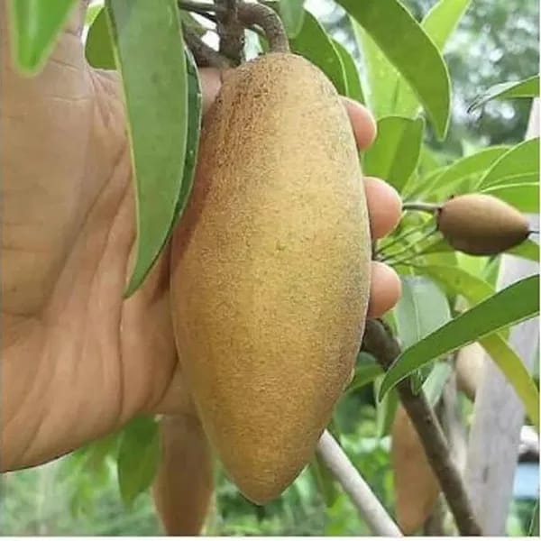 Banana Chiku Fruit Plant (Hybrid & Grafting) Pack Of-1