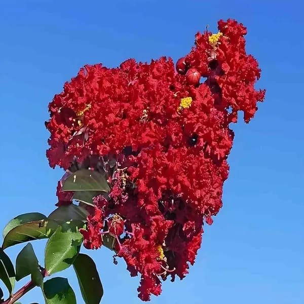 Hybrid Furush Red Flower Plant (Pack Of-1)