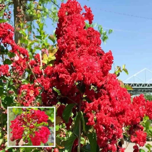 Hybrid Furush Red Flower Plant (Pack Of-1)