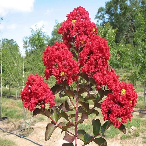 Hybrid Furush Red Flower Plant (Pack Of-1)