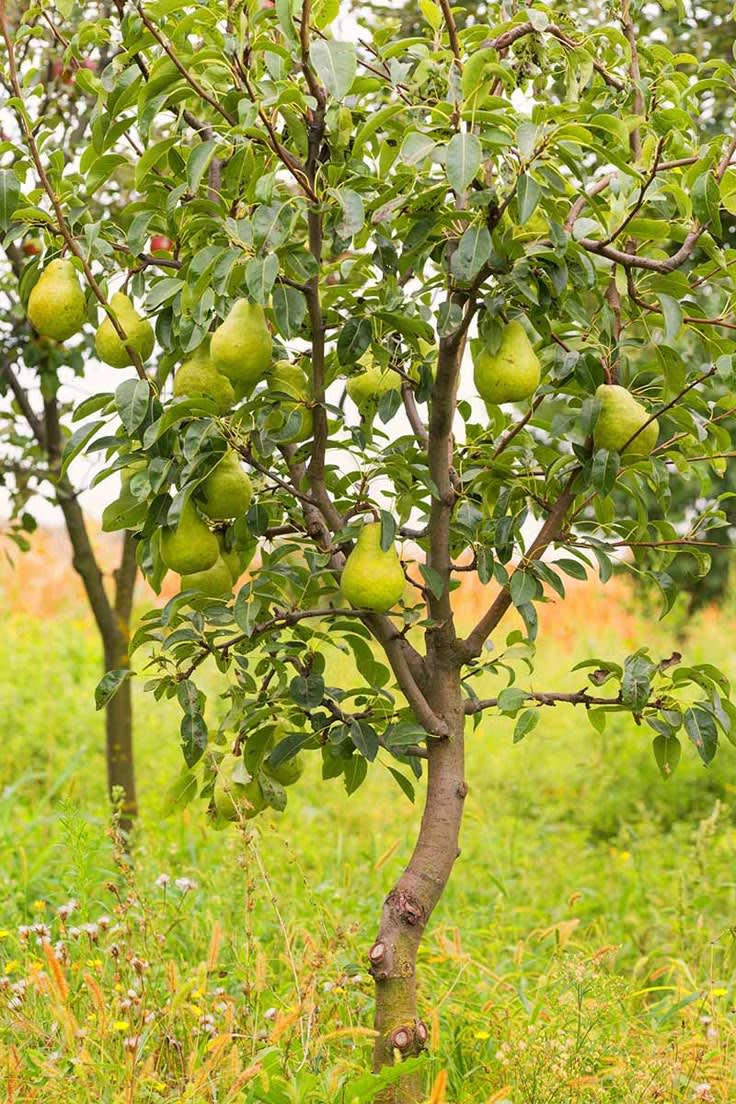 D’Anjou Pear Naspati Plant  (Pack Of 1)