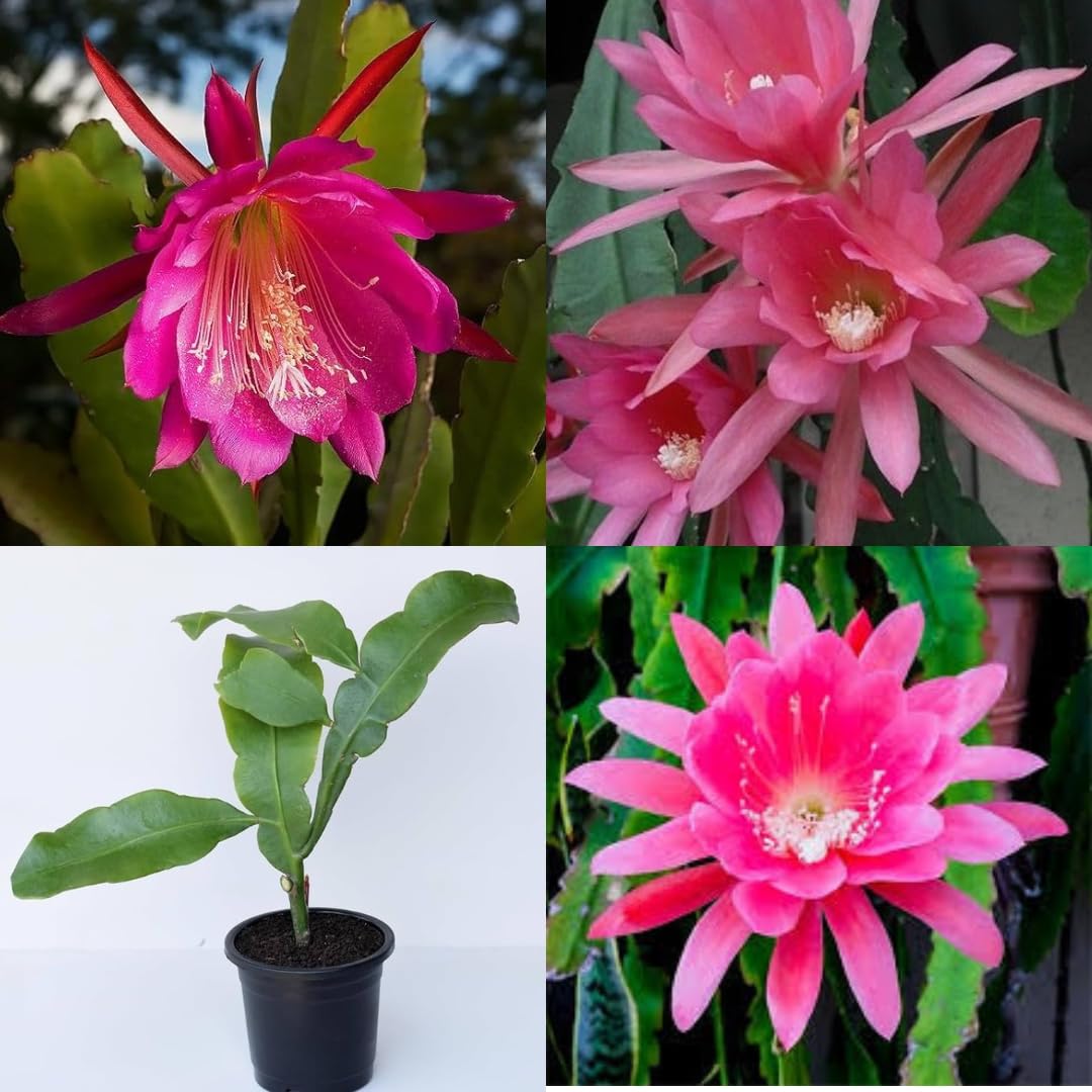 Pink Brahma Kamal Flower Plant (Pack Of-1)