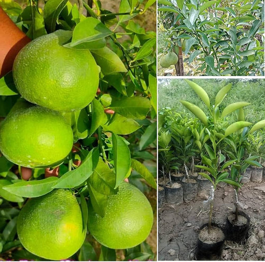 Hybrid Thi 2 Malta Orange Grafting Fruit Plant (Pack Of-1 )