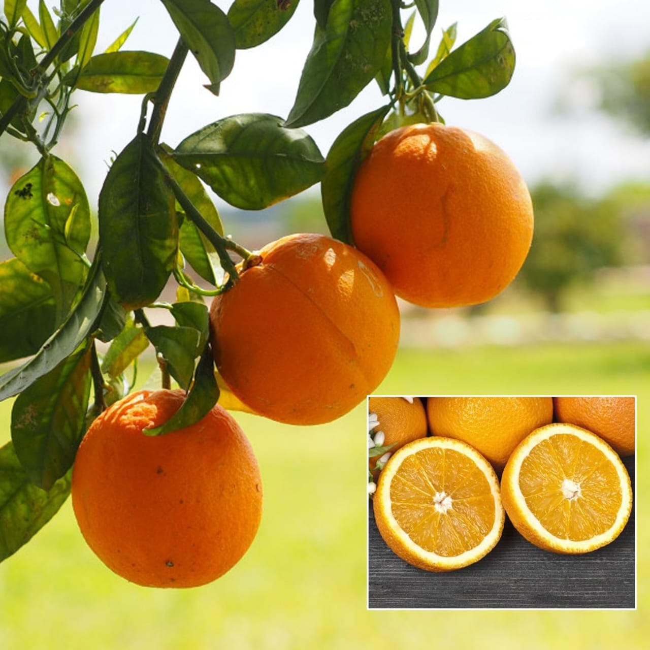 Hybrid Thi 2 Malta Orange Grafting Fruit Plant (Pack Of-1 )