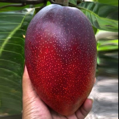 Miyazaki Mango (Hybrid & Grafting) Fruit Plant Pack Of-1