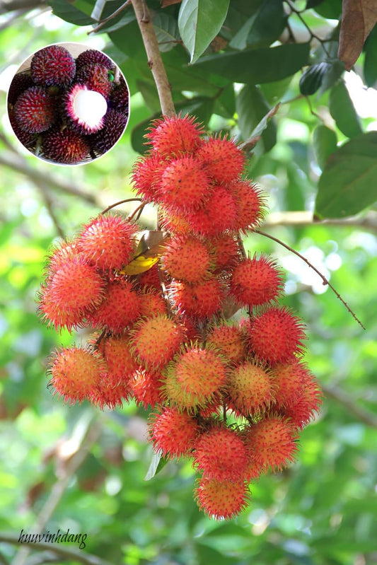 Hybrid Rambutan (non Grafting) Fruit Plant/ Pack Of-1