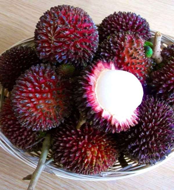 Hybrid Rambutan (non Grafting) Fruit Plant/ Pack Of-1