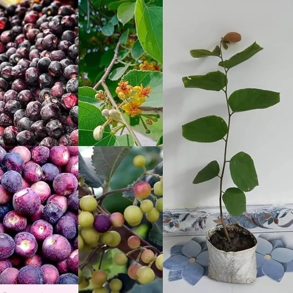 Hybrid Falsa Fruit Grafting Plant (Pack Of-1)