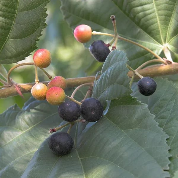 Hybrid Falsa Fruit Grafting Plant (Pack Of-1)