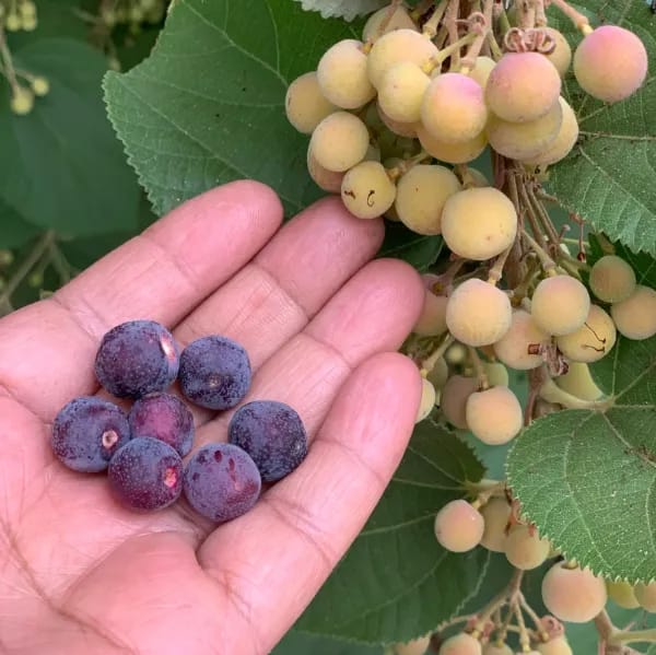 Hybrid Falsa Fruit Grafting Plant (Pack Of-1)