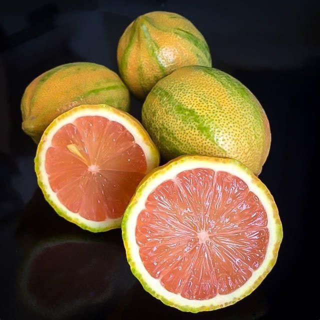 Hybrid Variegated Malta Grafting Fruit Plant (Pack Of-1 )