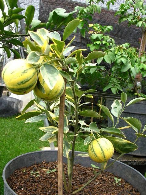 Hybrid Variegated Malta Grafting Fruit Plant (Pack Of-1 )