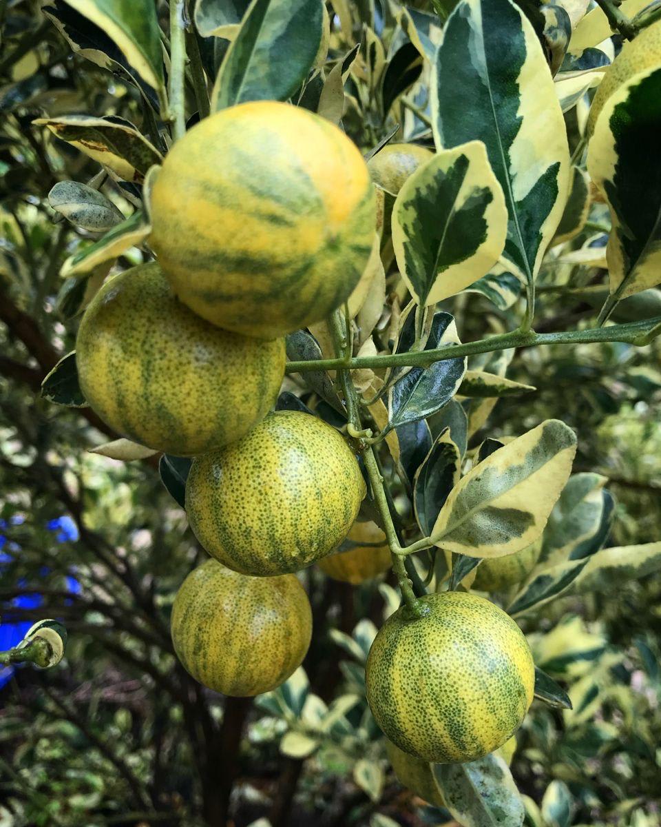 Hybrid Variegated Malta Grafting Fruit Plant (Pack Of-1 )