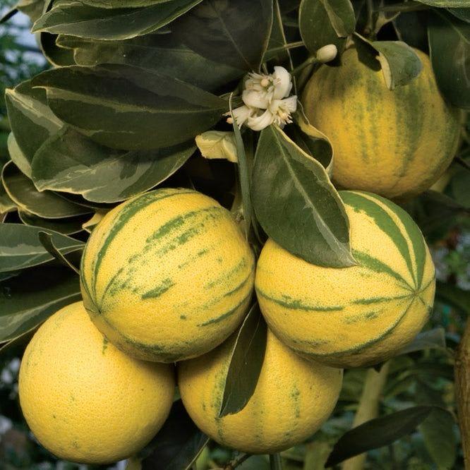 Hybrid Variegated Malta Grafting Fruit Plant (Pack Of-1 )