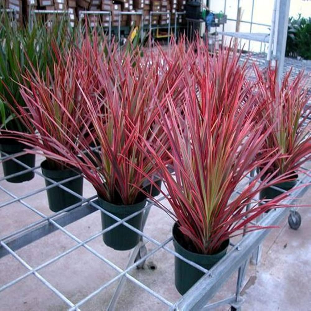 Hybrid Dracaena Plant (Pack Of-1 )