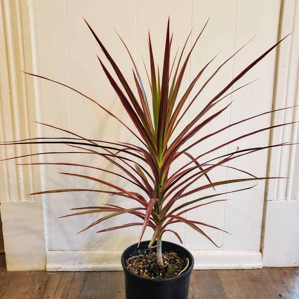Hybrid Dracaena Plant (Pack Of-1 )