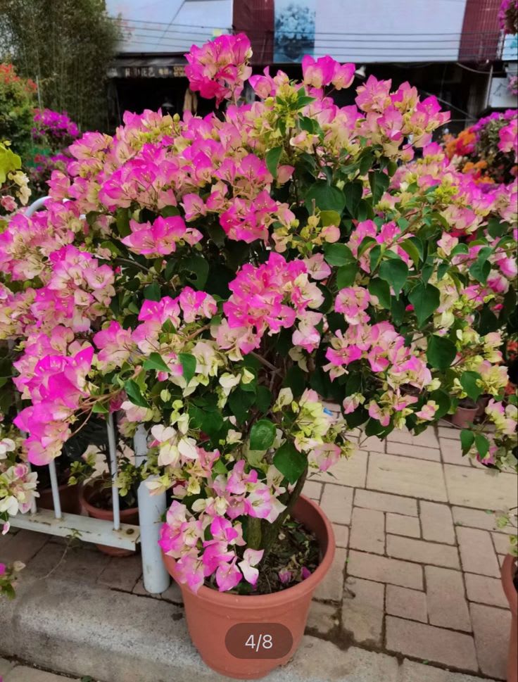 Hybrid Bougainvillea Imperial Thai Flower Plant(Pack Of-1)