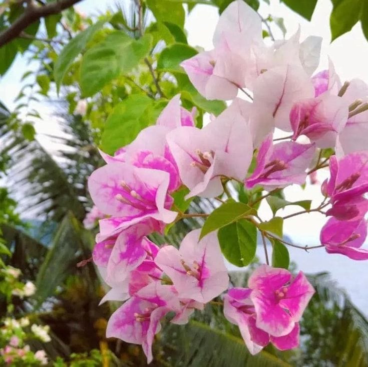 Hybrid Bougainvillea Imperial Thai Flower Plant(Pack Of-1)
