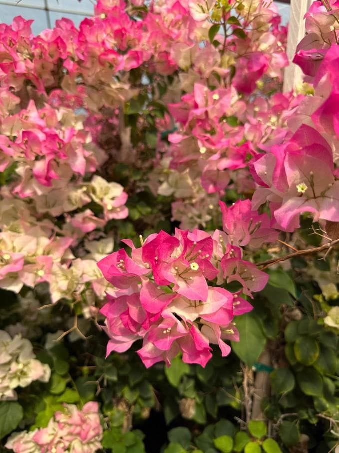 Hybrid Bougainvillea Imperial Thai Flower Plant(Pack Of-1)