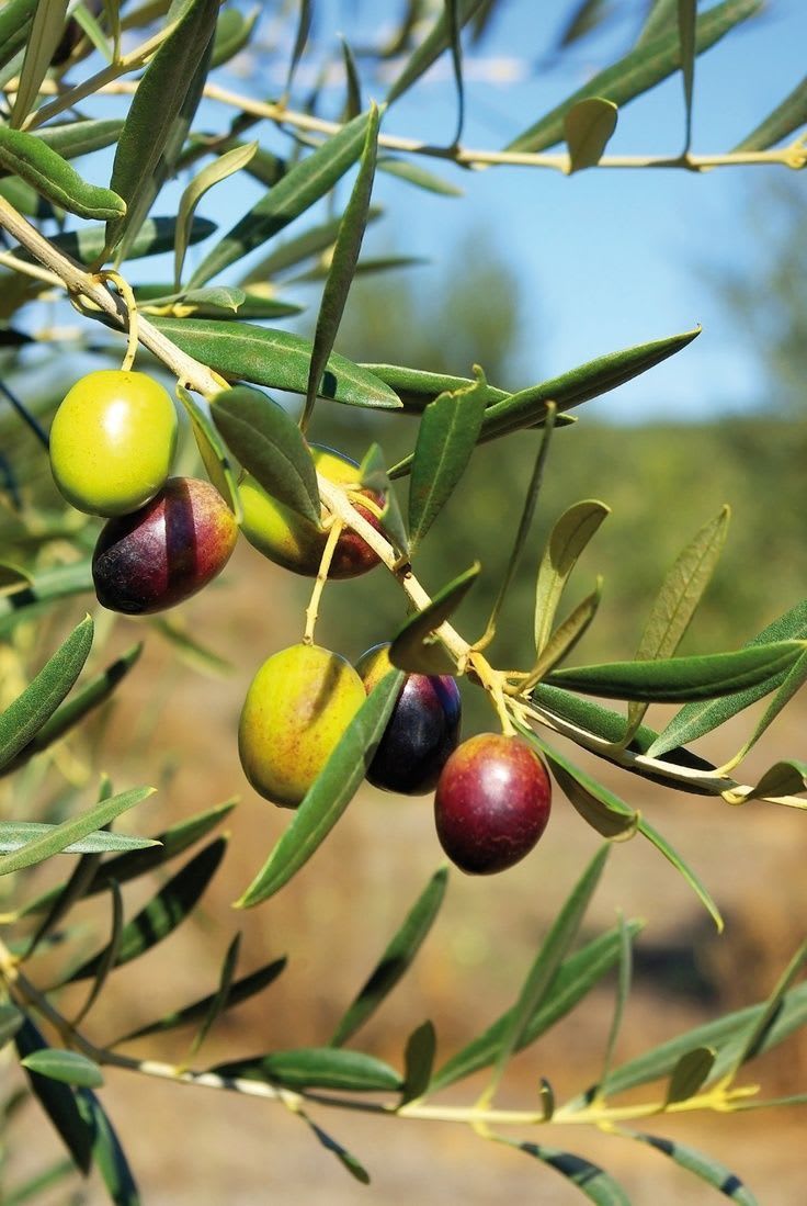 Hybrid Italian Sweet Olive 🫒🫒🫒 Grafting Plant (Pack Of 1)