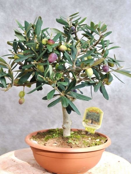 Hybrid Italian Sweet Olive 🫒🫒🫒 Grafting Plant (Pack Of 1)