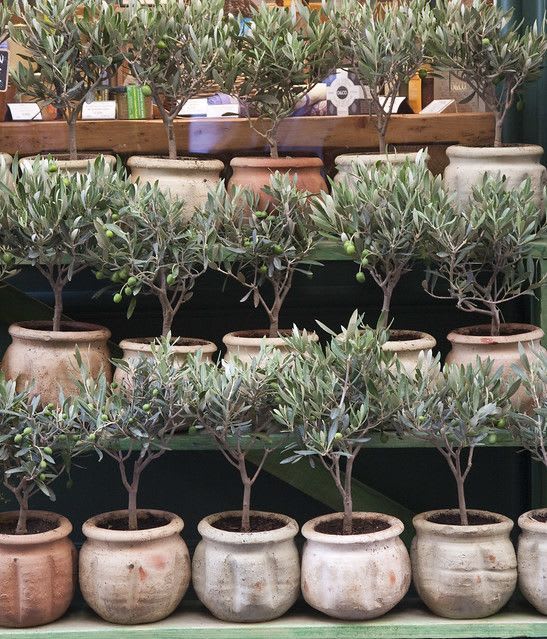 Hybrid Italian Sweet Olive 🫒🫒🫒 Grafting Plant (Pack Of 1)