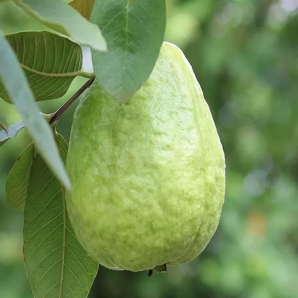 Hybrid Thai 7 Guava Fruit Plant ( Pack Of 1)
