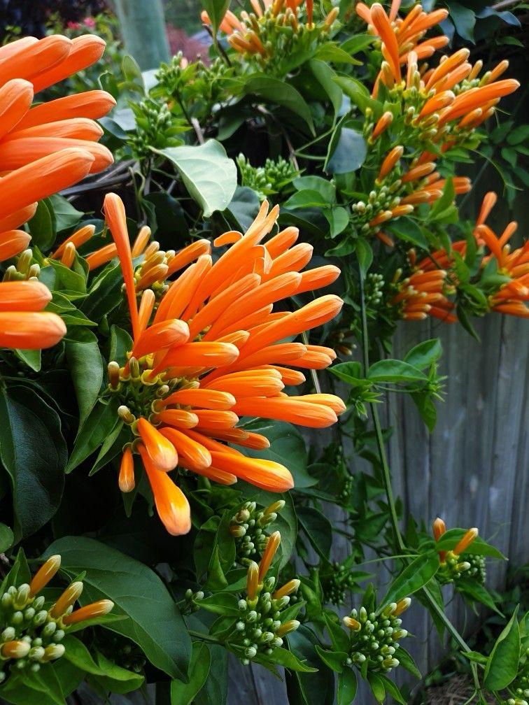 Hybrid Flame Vine Flower Plant (Pack Of-1 )