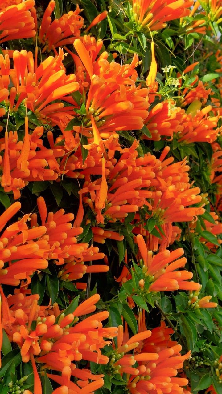 Hybrid Flame Vine Flower Plant (Pack Of-1 )