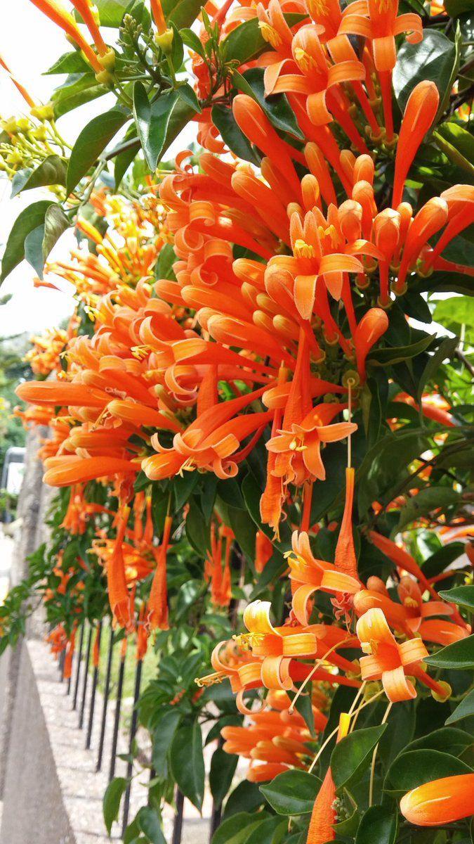 Hybrid Flame Vine Flower Plant (Pack Of-1 )