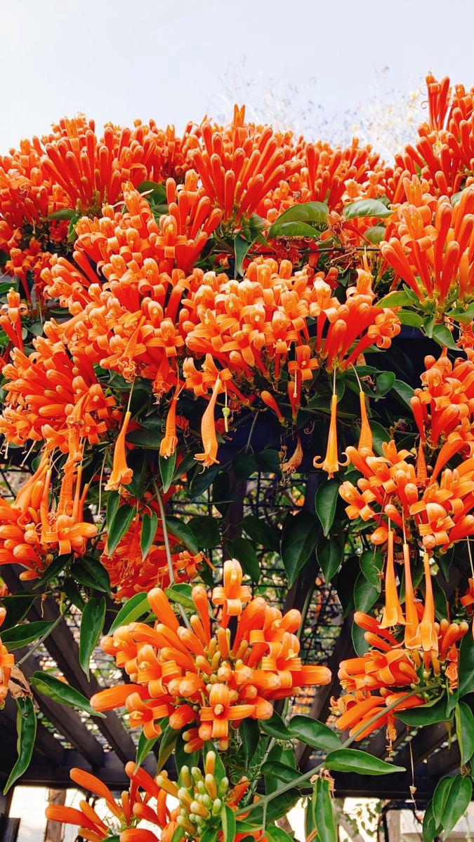 Hybrid Flame Vine Flower Plant (Pack Of-1 )