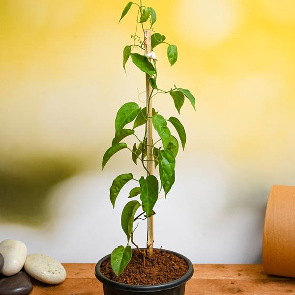 Hybrid Flame Vine Flower Plant (Pack Of-1 )