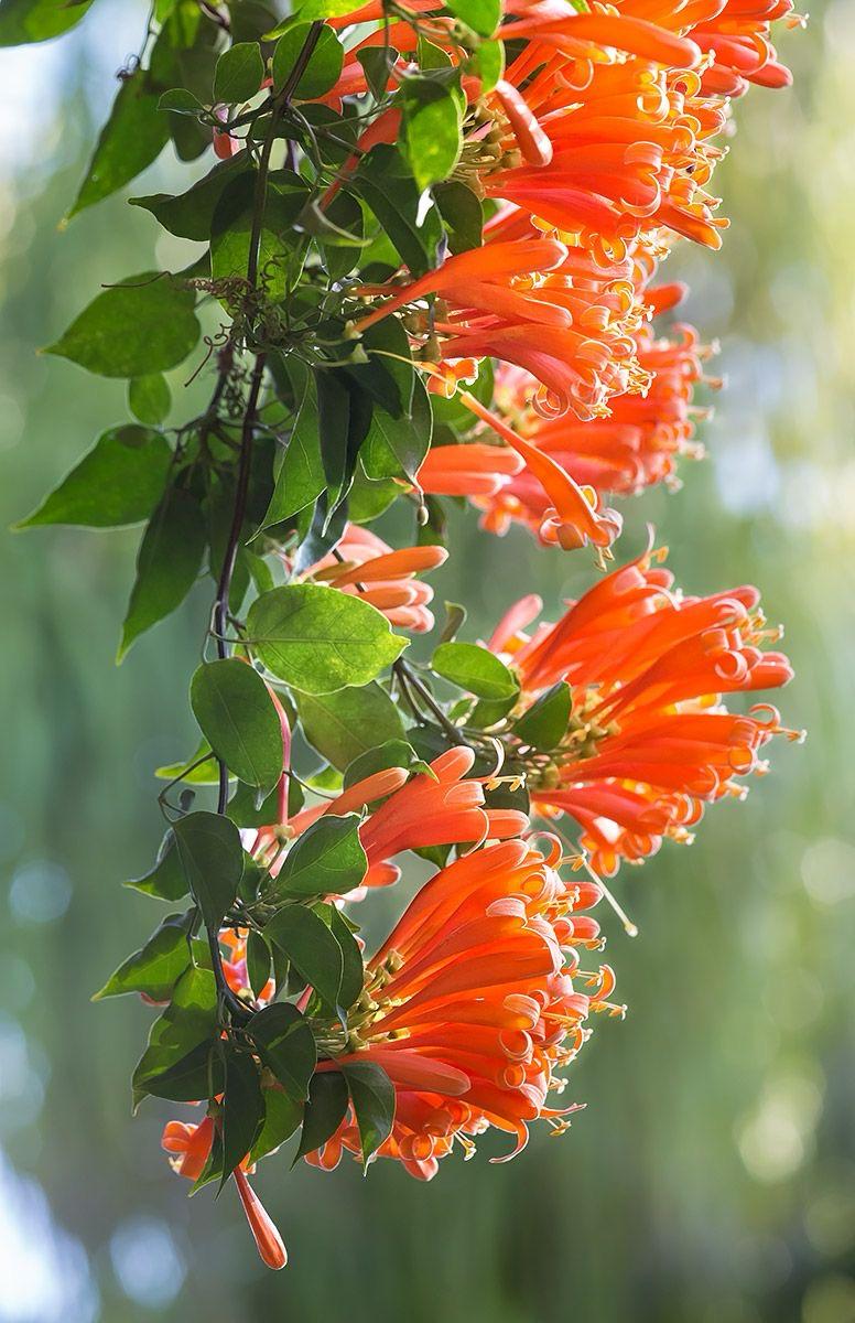 Hybrid Flame Vine Flower Plant (Pack Of-1 )