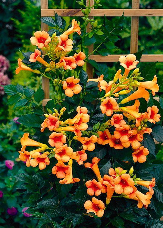 Hybrid Flame Vine Flower Plant (Pack Of-1 )